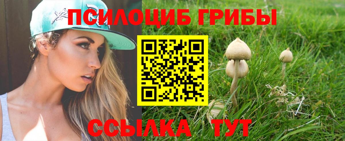 Галлюциногенные грибы MAGIC MUSHROOMS  Вход с VPN  Новозыбков  Псилоцибиновые грибы Psilocybine cubensis 